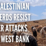 Aidez les bergers palestiniens confrontés aux attaques des colons en Cisjordanie