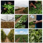 Les agriculteurs de Bardala menacés par des ordres de démolition