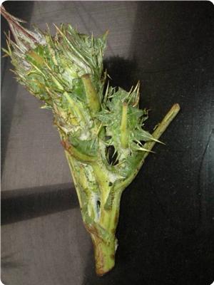  Akub (gundelia), is used by Palestinians in casseroles after removing the thorns