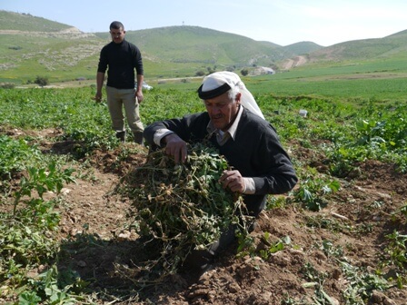 Abdullah with his destroyed land in Al Farasiya