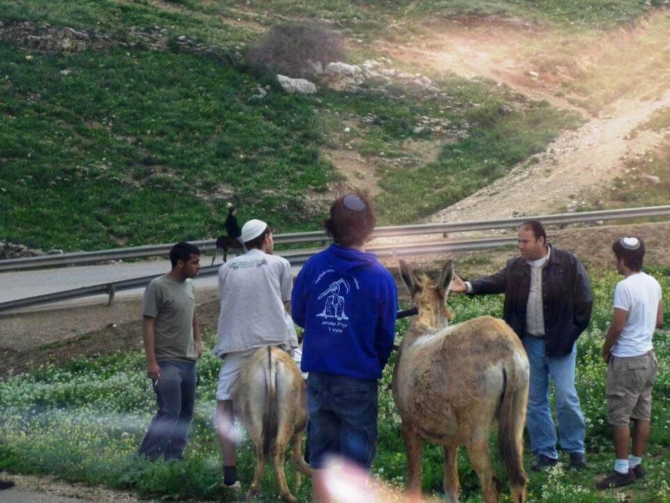 Maskiyyot settlers steal donkey