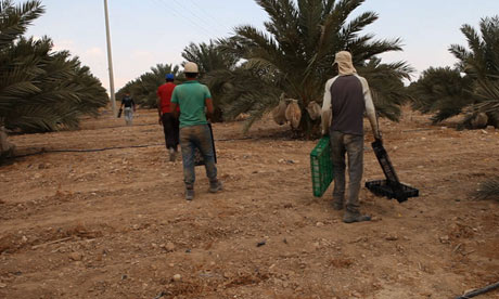 This Nakheel Palestine date plantation exports to the UK, Indonesia and Turkey. Palestinian farmers face a variety of obstacles. Photograph: Mat Heywood