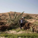 Olive trees destroyed in Zbeidat