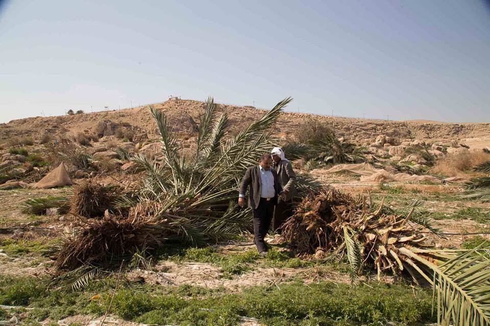 Olive trees destroyed in Zbeidat