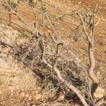 Oranised settler violence in northern Jordan Valley