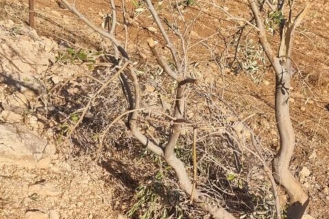 Oranised settler violence in northern Jordan Valley