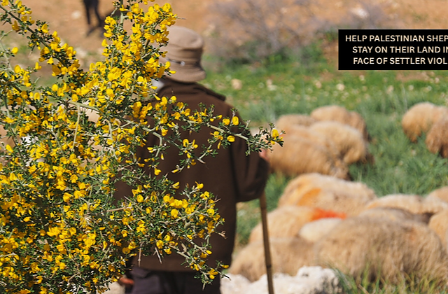 Help Palestinian shepherds facing settler attacks in the West Bank