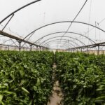 APPELLO PER CONTRIBUIRE ALLE SPESE LEGALI SOSTENUTE DAI PALESTINESI APPELLO PER CONTRIBUIRE ALLE SPESE LEGALI SOSTENUTE DAI PALESTINESI